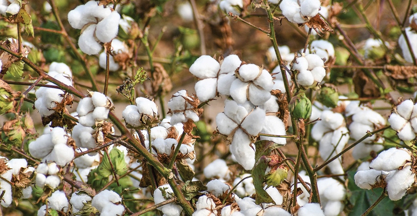 dfp-adismukes-cotton-about-ready-to-pick.JPG