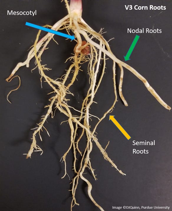 diagram of what a root system should look like on a young corn plant