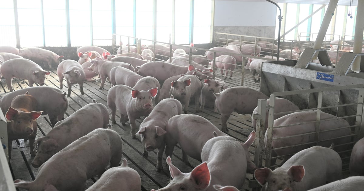 Outside forces dampen hog industry expansion
