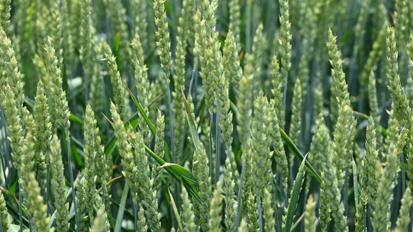Close up of wheat stalks
