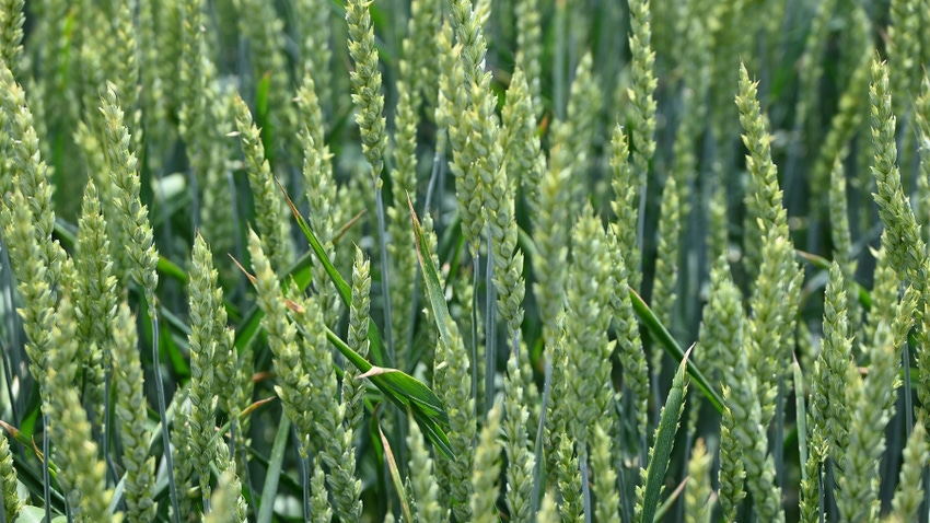 Close up of wheat stalks Close up of wheat stalks