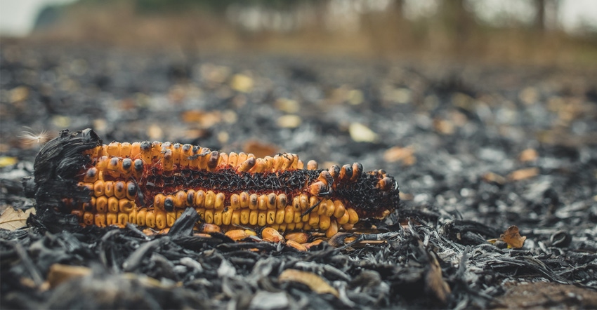 Burned corn field
