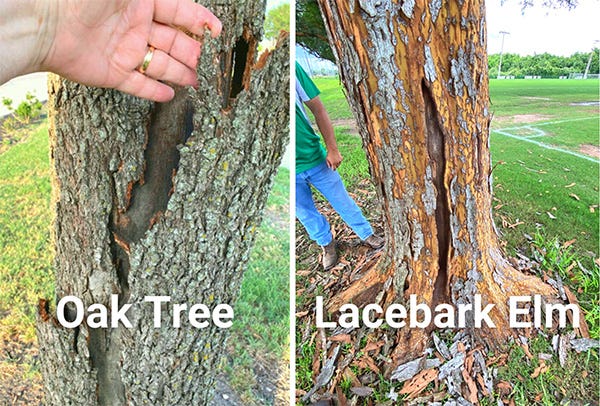 Oak-Tree copy-tfs.jpg