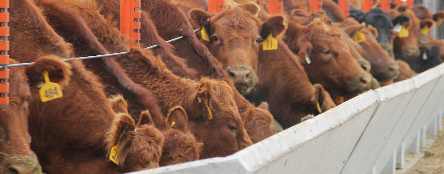 Strategic Feedlot Bedding