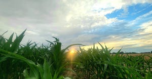 swfp-shelley-huguley-corn-sunset.jpg