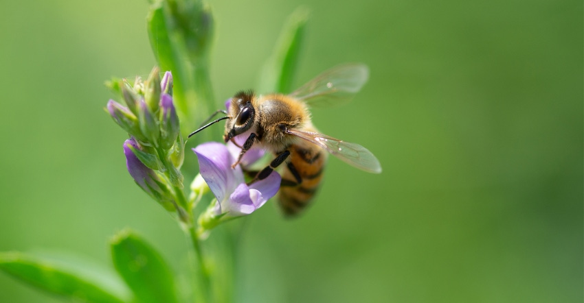 Bee pollinating alfalfa flower