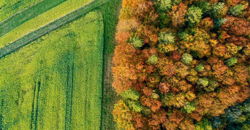 Aerial view of trees during fall and field