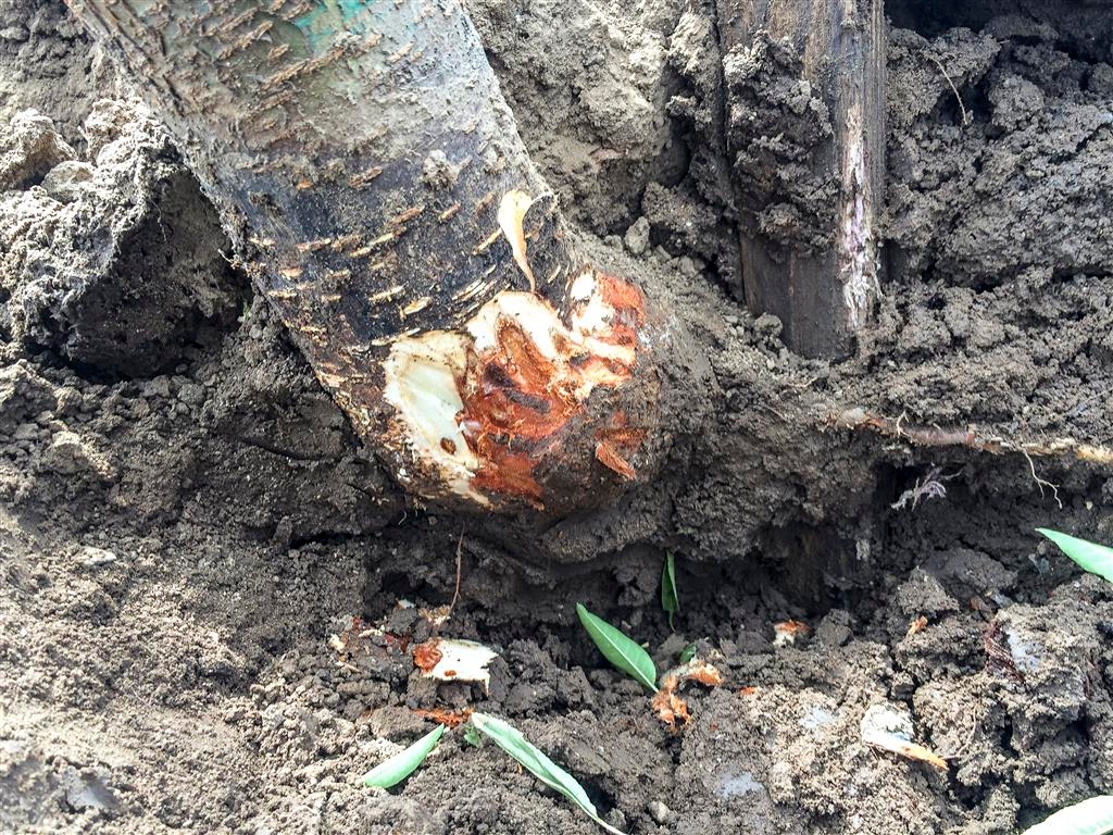 Instances of Phytophthora on the rise in almonds