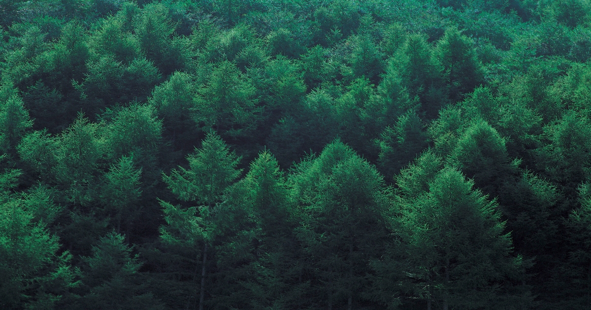 6 appointed to Christmas Tree Promotion Board