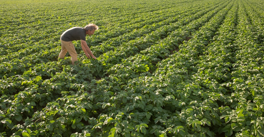 Farmer checking field