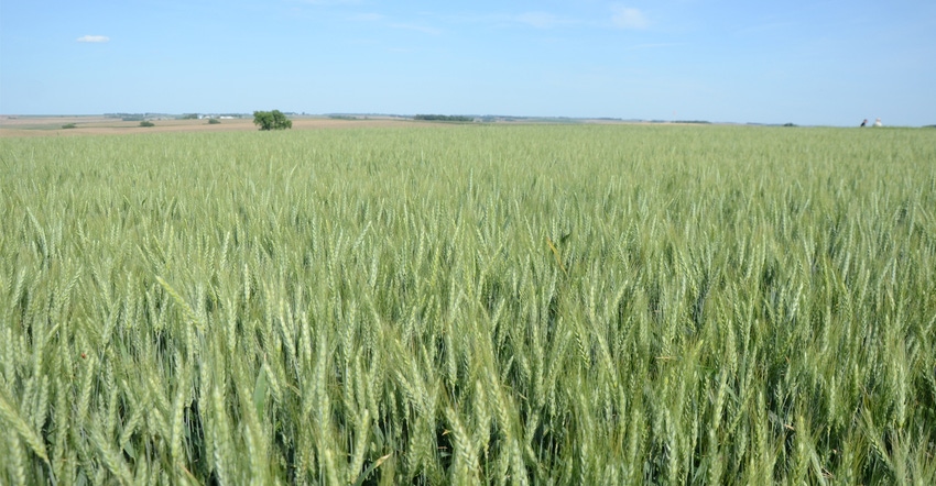 wheat field