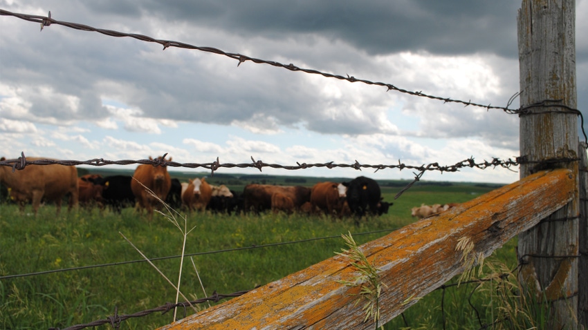 barbed wire fence with cattle in pasture