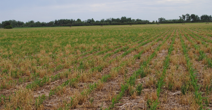 Wide rows of corn