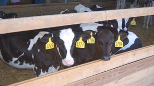 Holstein calves with yellow ear tags looking through wooden pen