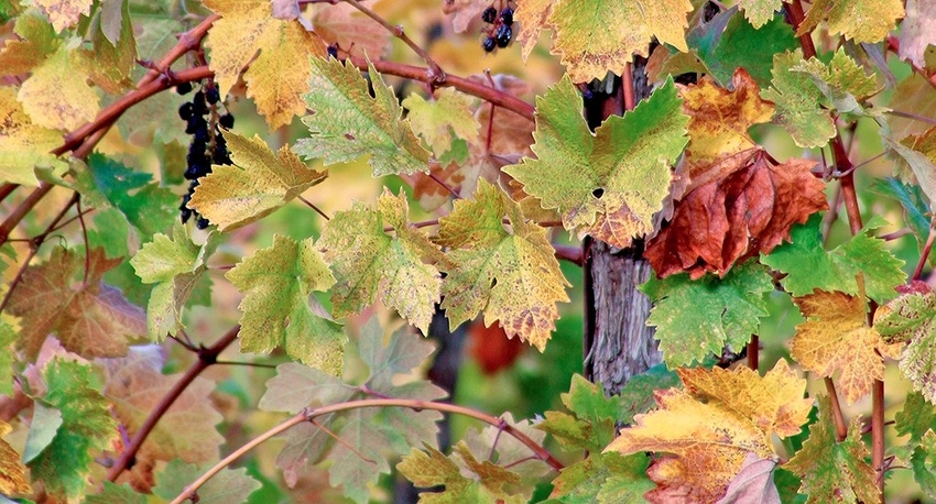 WFP-UC-grape-red-blotch.jpg WFP-UC-grape-red-blotch.jpg
