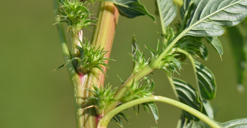 Palmer amaranth closeup