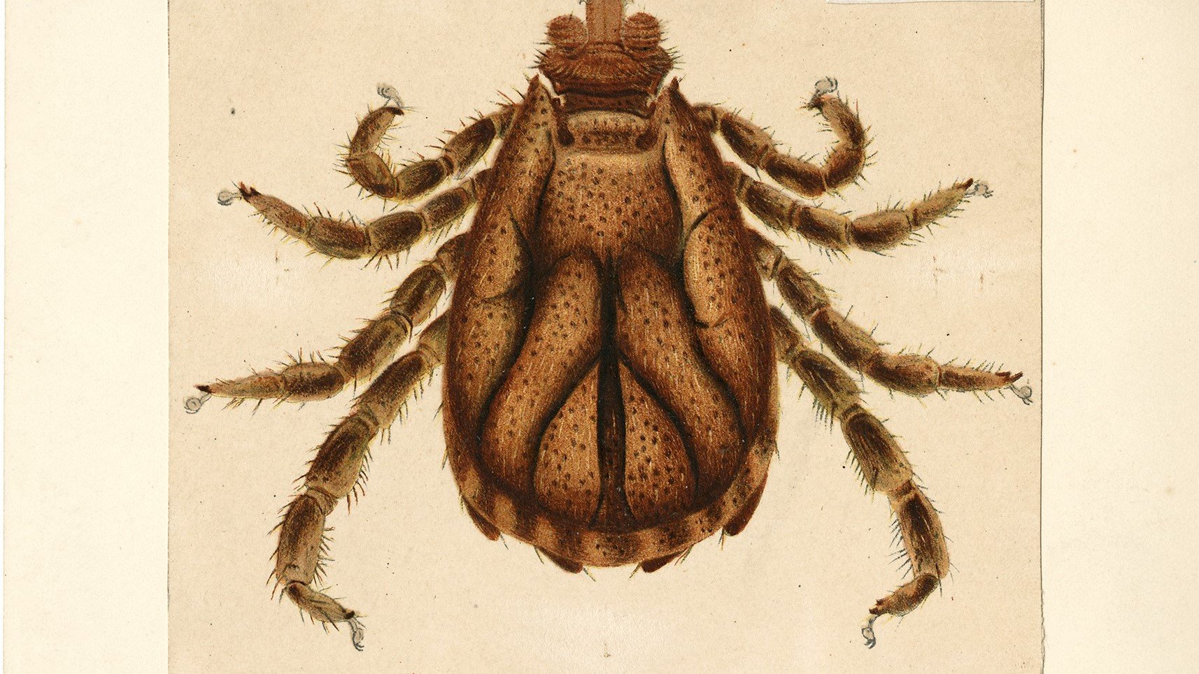 Tiny tick a big problem for cattle - Vimarsana News