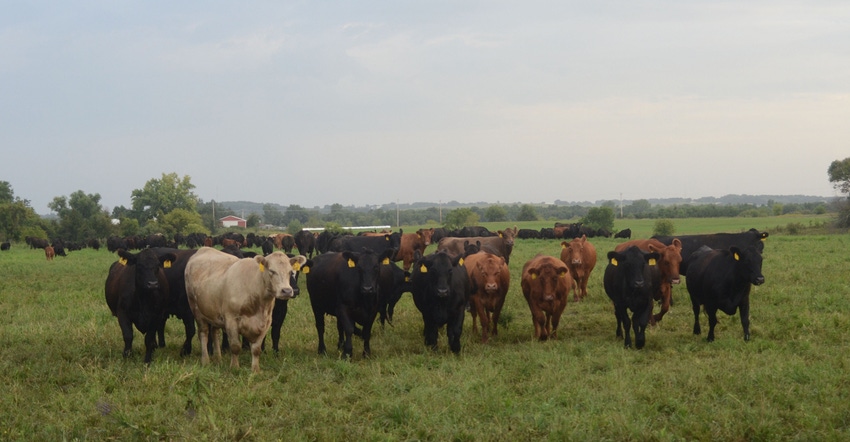 Grazing beef cattles