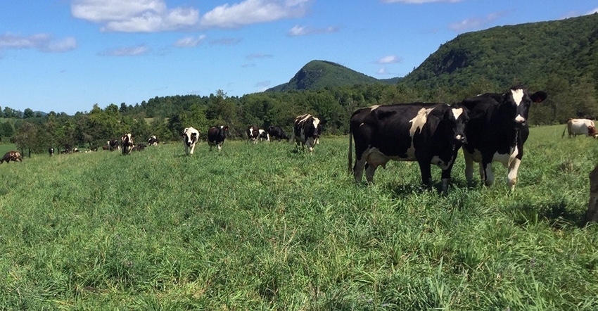 dairy cows grazing 