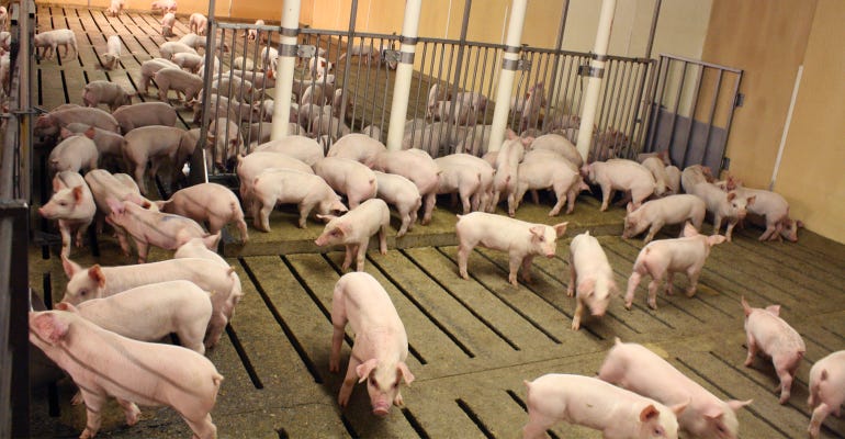 pigs penned indoors