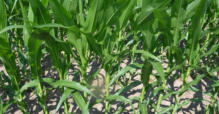 corn in field up close