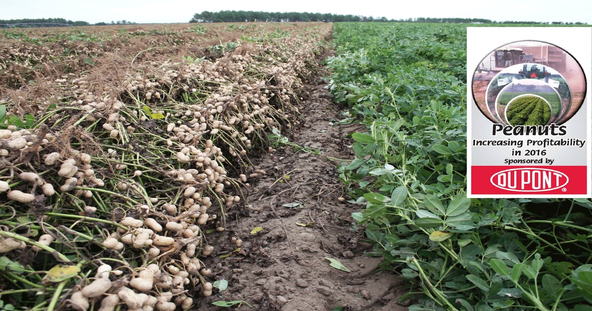 The cost of a shorter peanut rotation