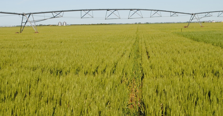 Irrigation equipment in wheat field.