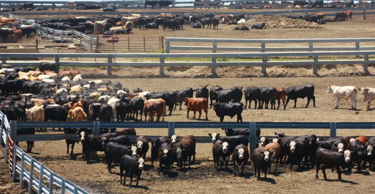 Cattle in feedlot Cattle in feedlot