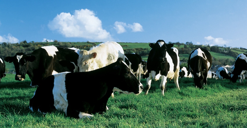 Holstein cows on pasture