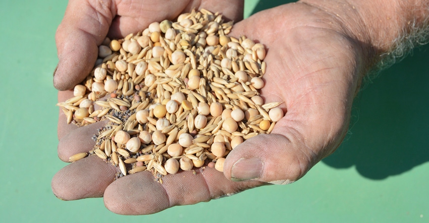 hands holding cover crop seed mixture