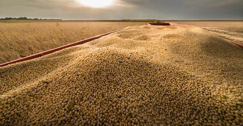 harvested soybeans in grain cart