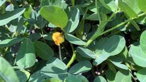 Yellow peanut flower in Georgia field.