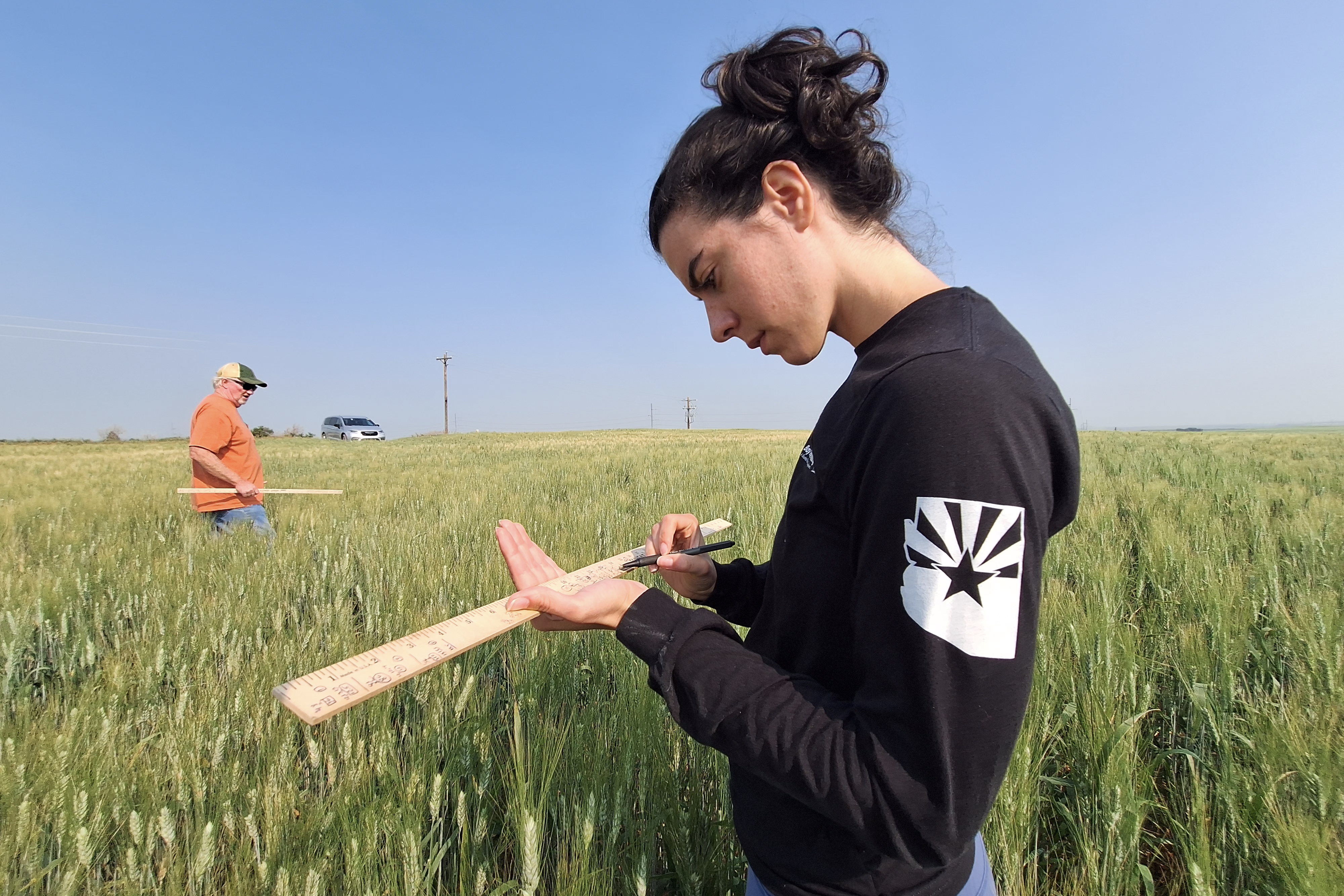 A crop scout collects data in a wheat field on the second day of inspections.