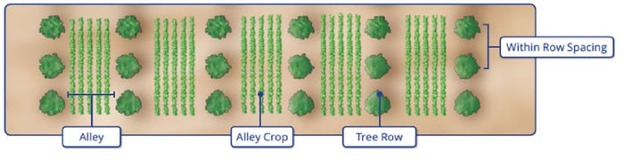 illustration of alley cropping