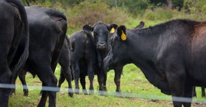 Angus cattle graze in pasture
