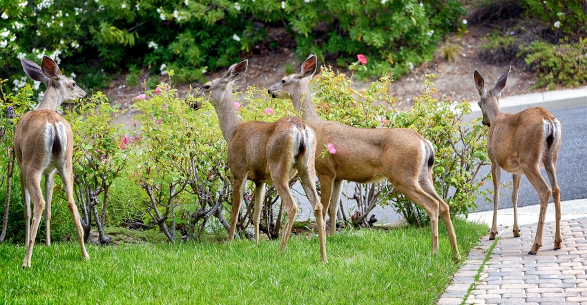 Family of deer eating roses in suburban garden