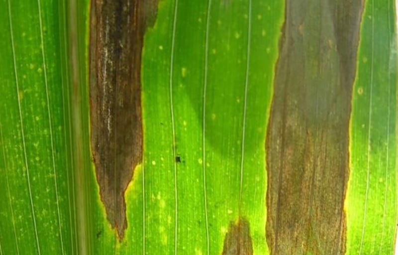 northern-leaf-blight-corn-kemerait.jpg