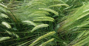 closeup of green barley heads