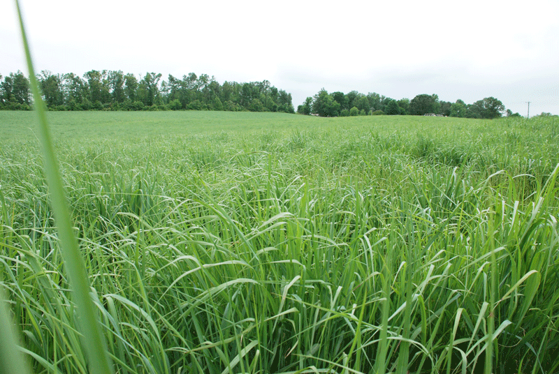 Pretreatment increases ethanol output from switchgrass Farm Progress