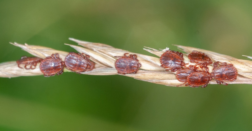 Asian longhorned tick 