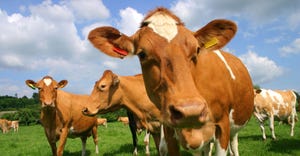 A group of Guernsey cows in pasture photographed at close quarters