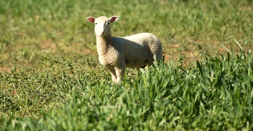 A sheep standing in lush grass
