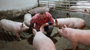 Young farmer squatting down toward pigs in a pigpen