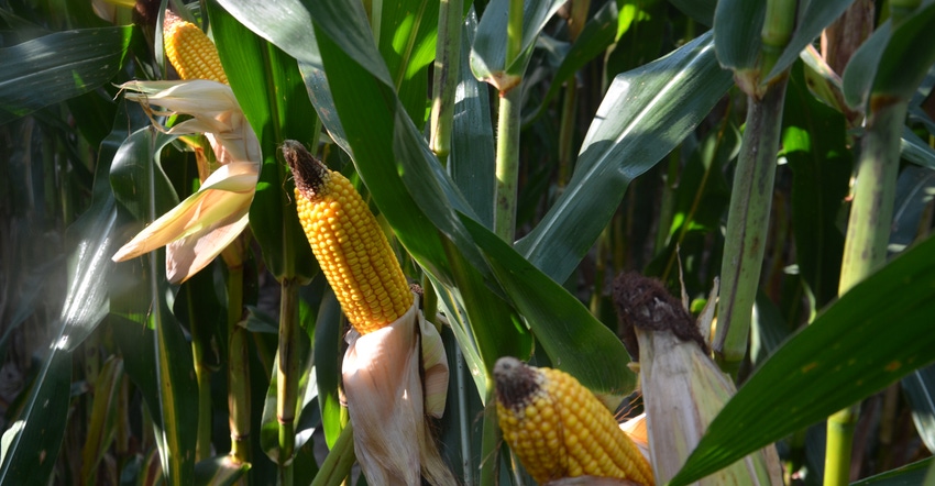 ears of corn showing signs of kernel tip abortion