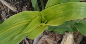 corn leaves upclose