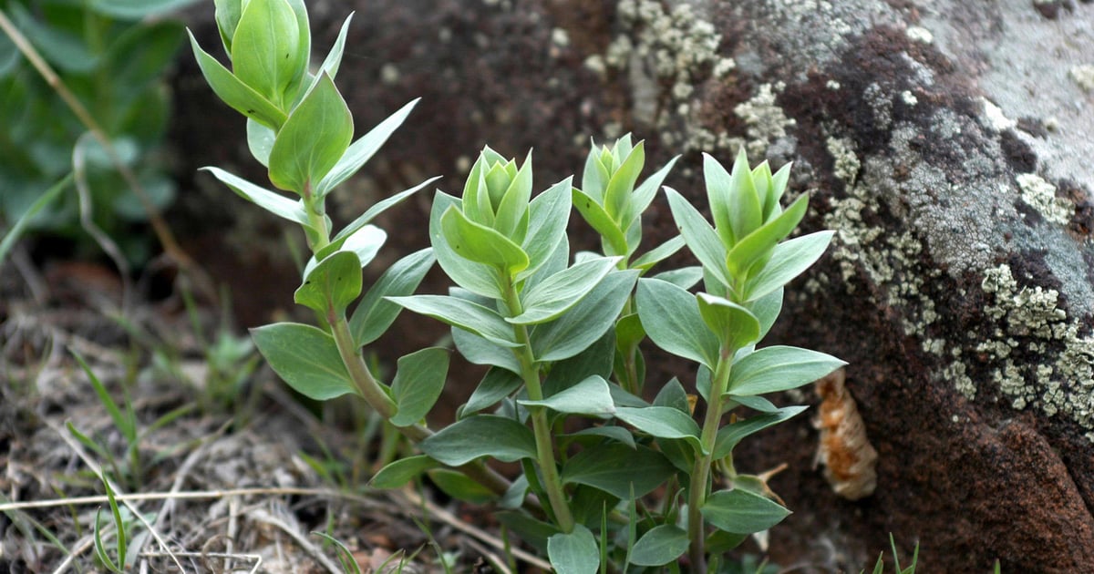 Multiple tactics target invasive weed