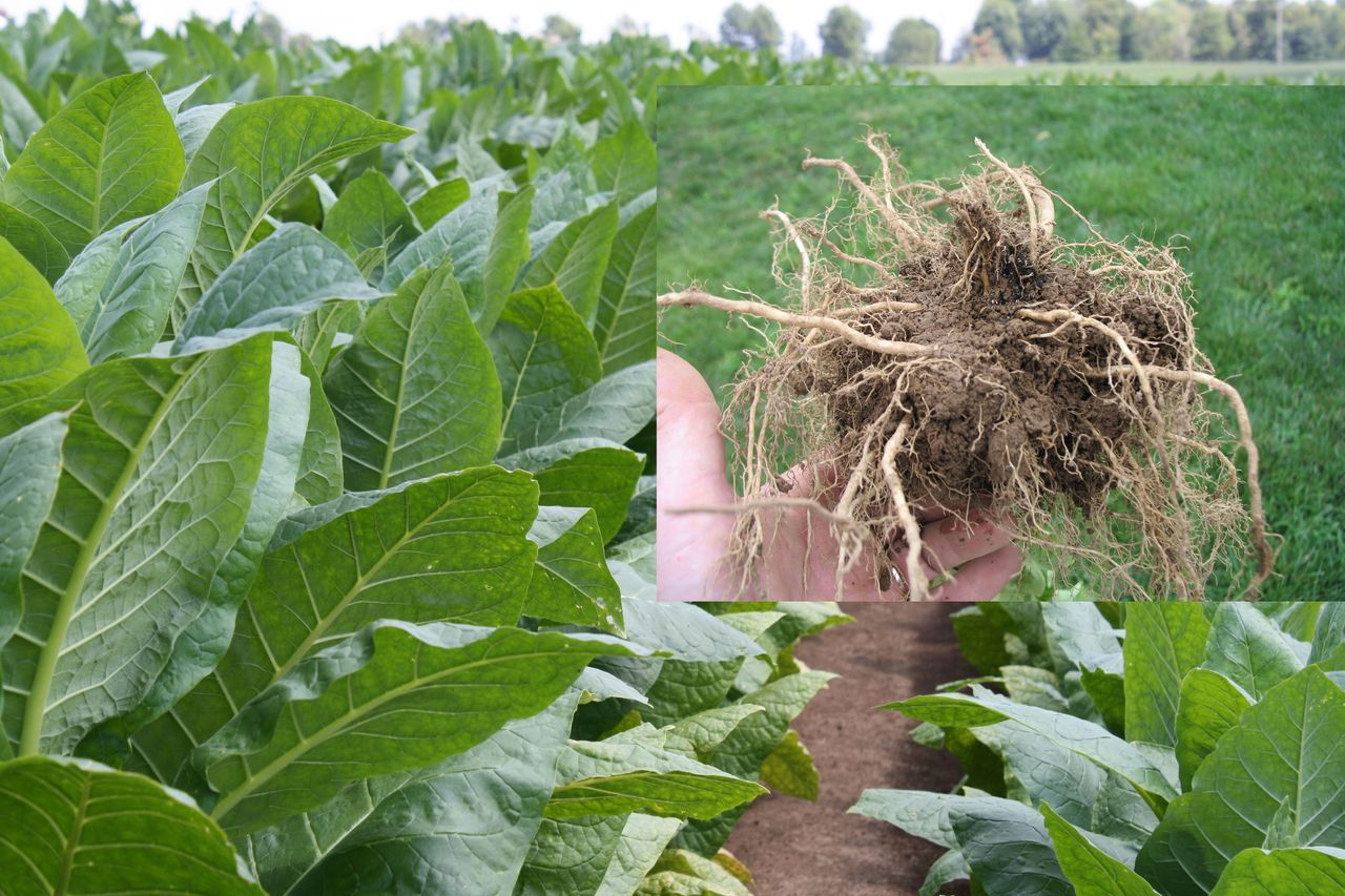 how much is tobacco worth per acre Understand, prevent soil compaction or lose yield how much is tobacco worth per acre Understand, prevent soil compaction or lose yield