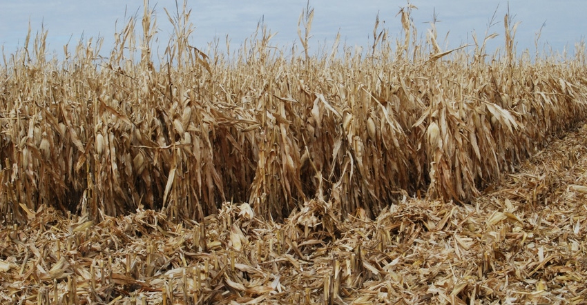 partly harvested cornfield