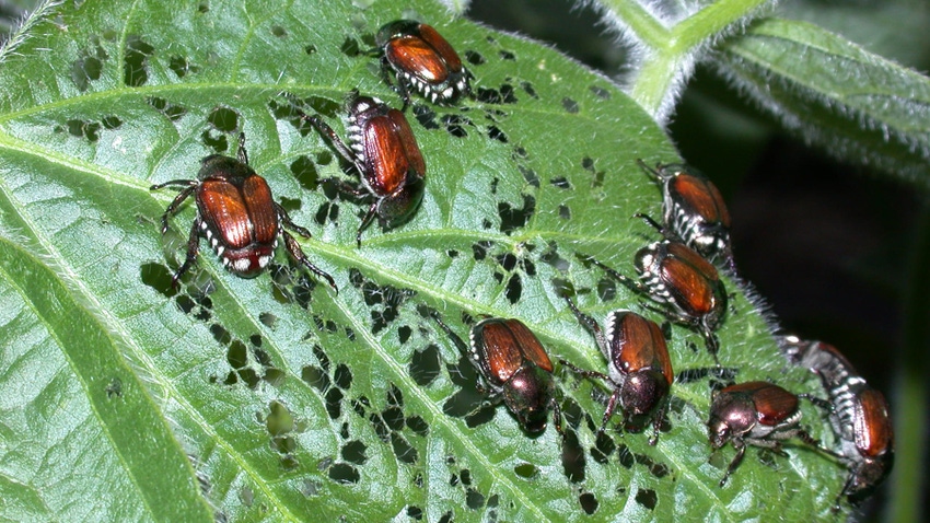 Japanese beetles on hole-riddled soybean leaf Japanese beetles on hole-riddled soybean leaf
