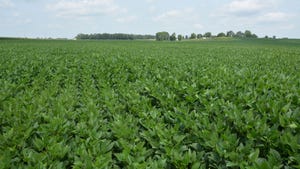 A wide landscape view of a soybean field